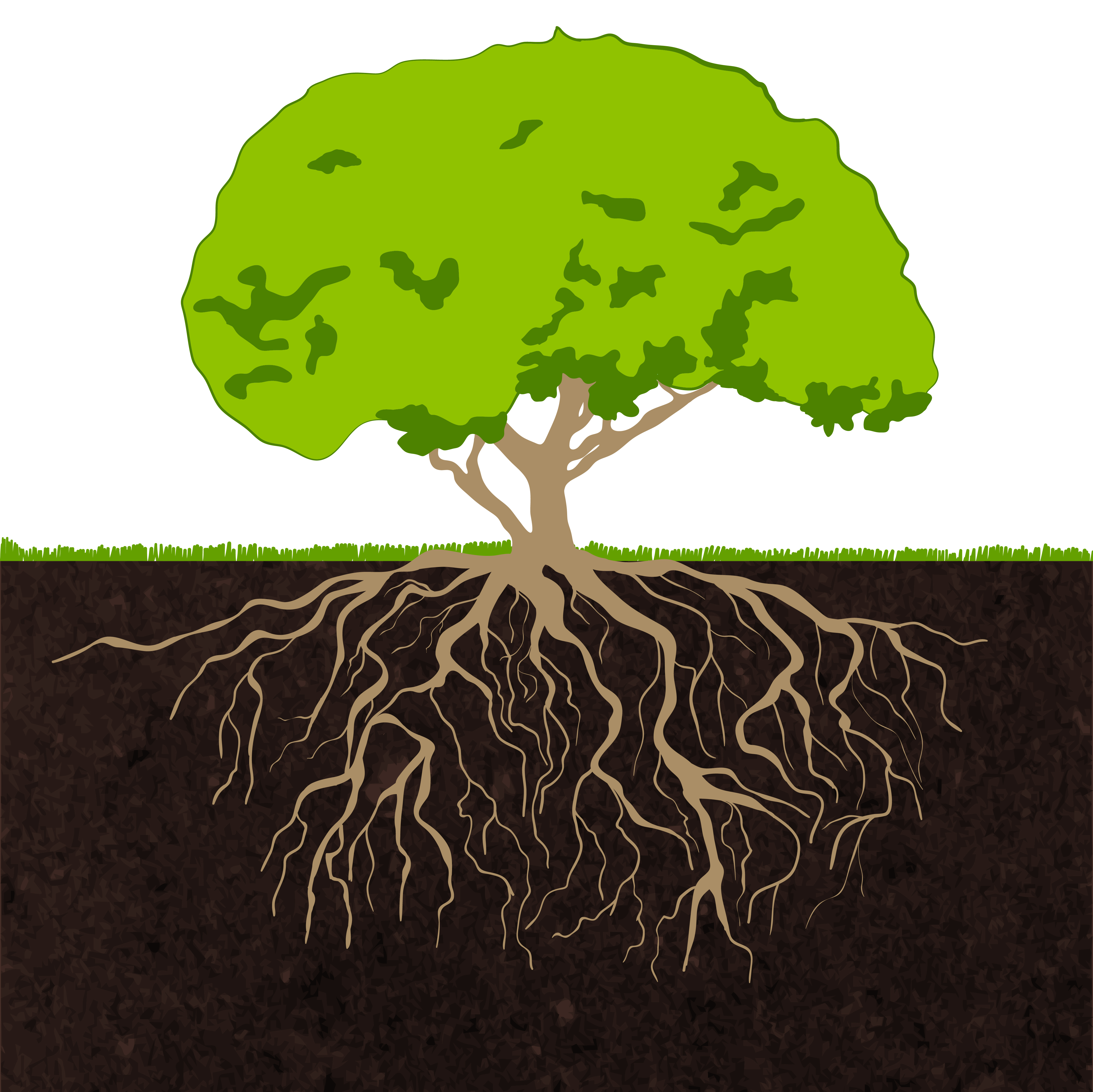 Cartoon Tree Roots : Green Tree With Roots. Vector Illustration. Stock