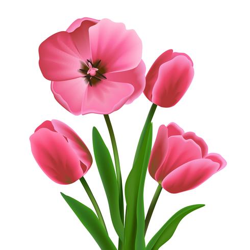 Tulip flower pink vector