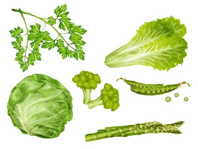 Conjunto de verduras verdes vector