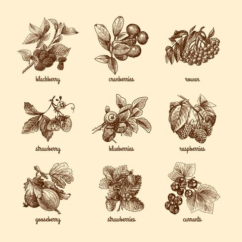 Sketch berries set vector