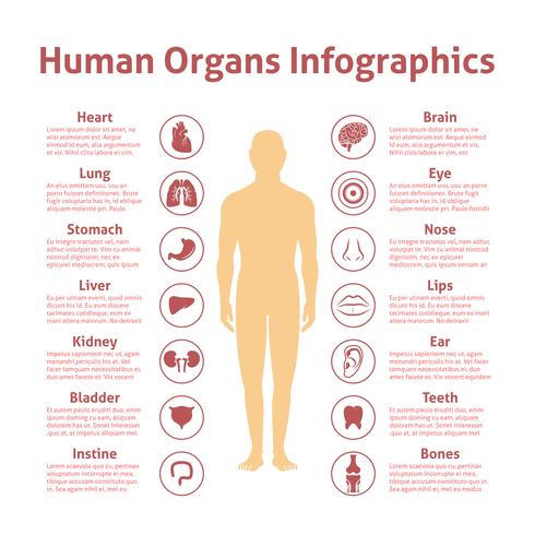 Conjunto de infografía humana vector