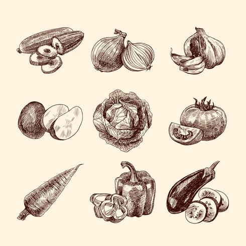 Vegetables sketch set vector