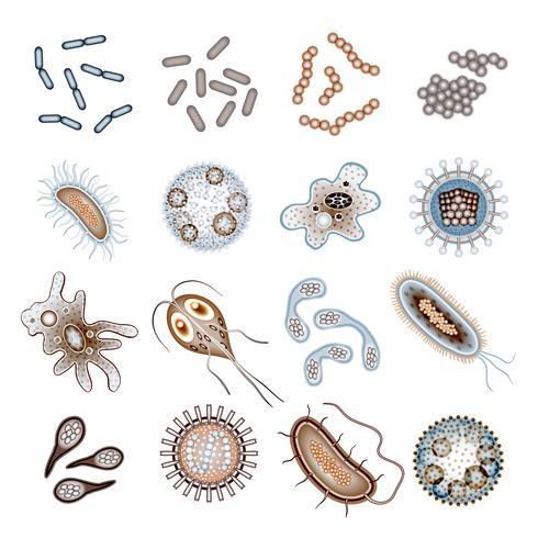 Bacteria and Virus Cells vector