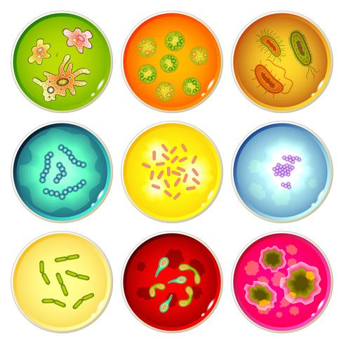 Placas de petri con colonias bacterianas. vector