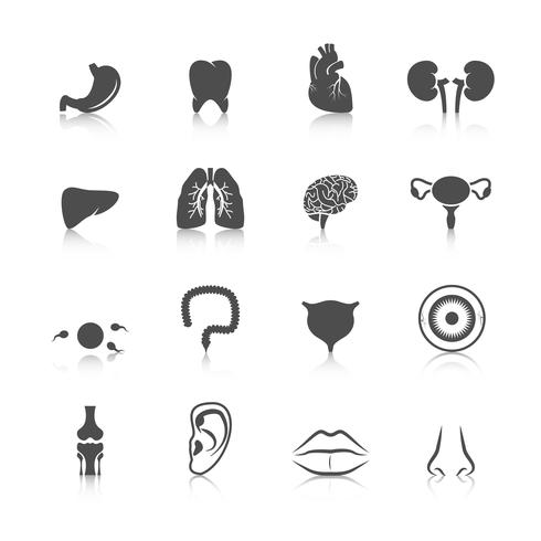 Human organs icons vector