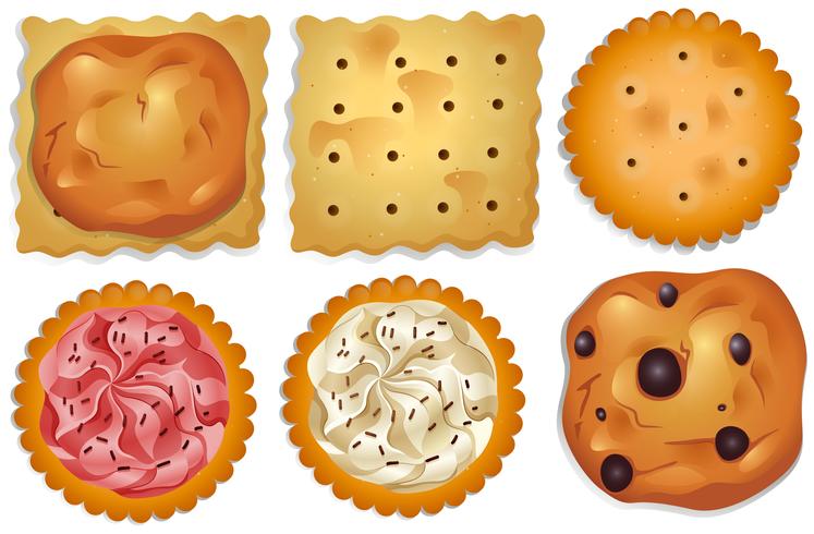 Cookies vector