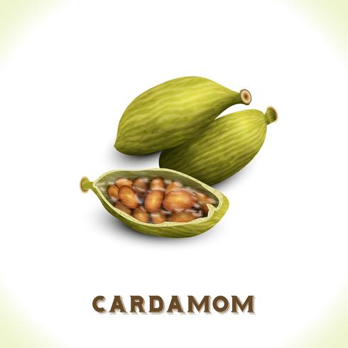 Cardamom isolated on white vector
