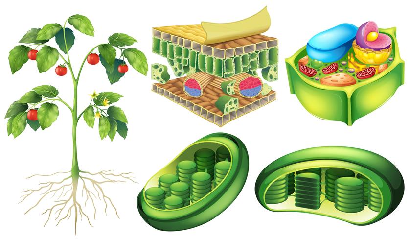 Plant cell vector
