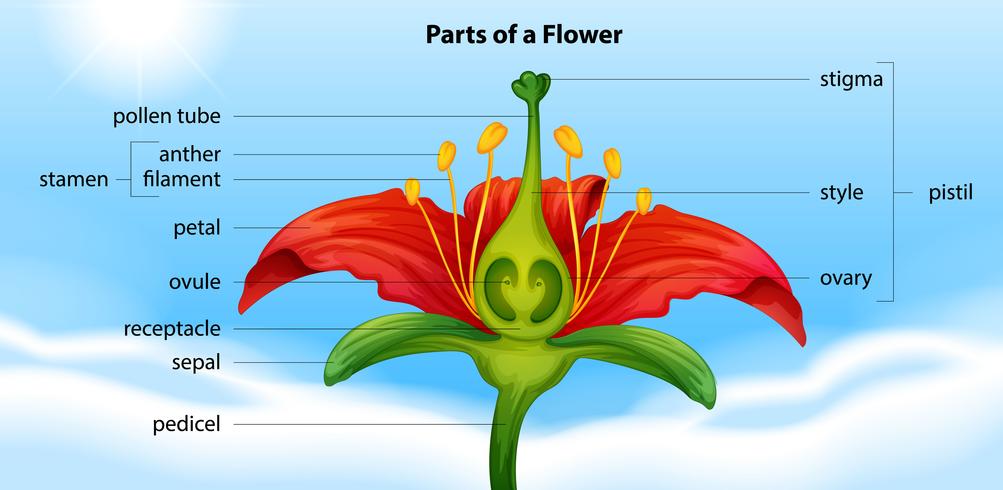 Partes de una flor vector