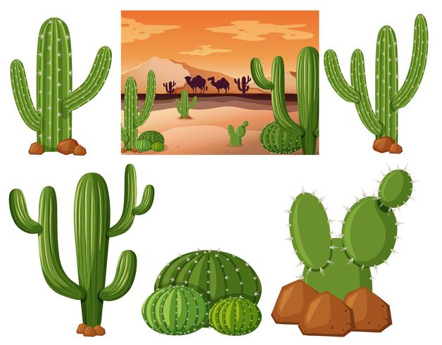 Campo desértico con plantas de cactus. vector