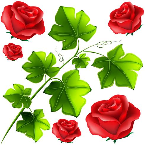 Hojas verdes y rosas rojas. vector