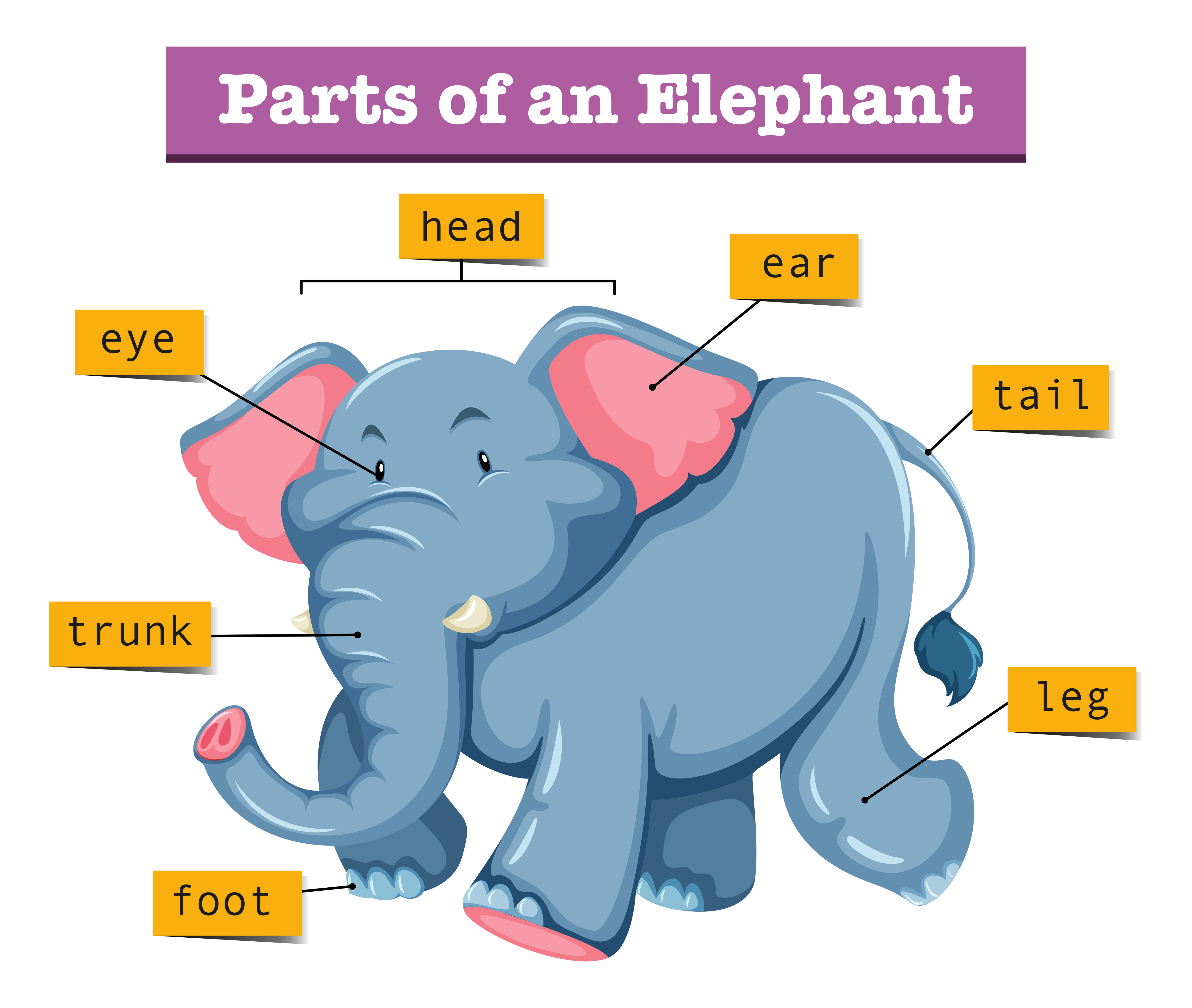 Elephant на русском языке. Части слона. Строение тела слона для детей. Части тела слона на английском языке. Слон с подписанными частями тела.