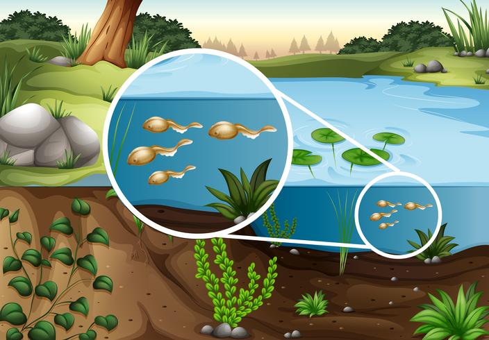 Tadpoles swimming in the pond vector