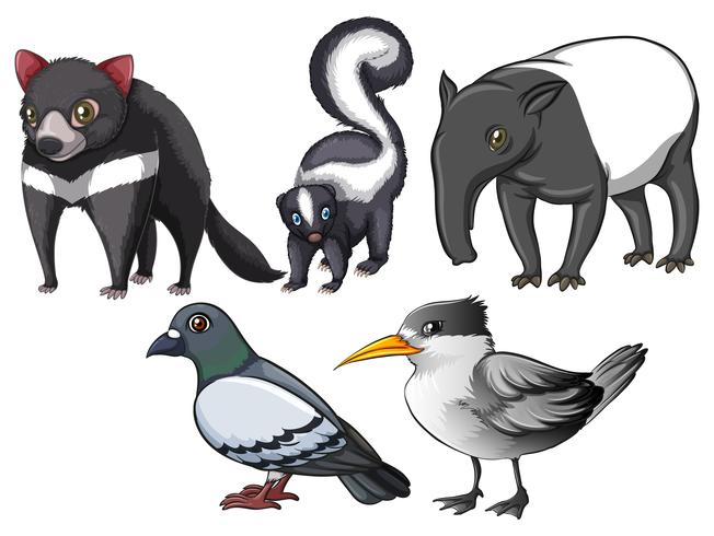 Flashcard de animales y aves con tema de color gris. vector