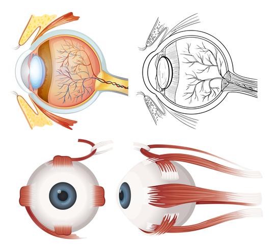 Anatomy of the eye vector