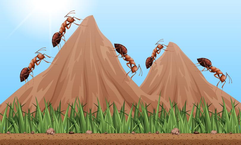 Many ants climbing up the mountains