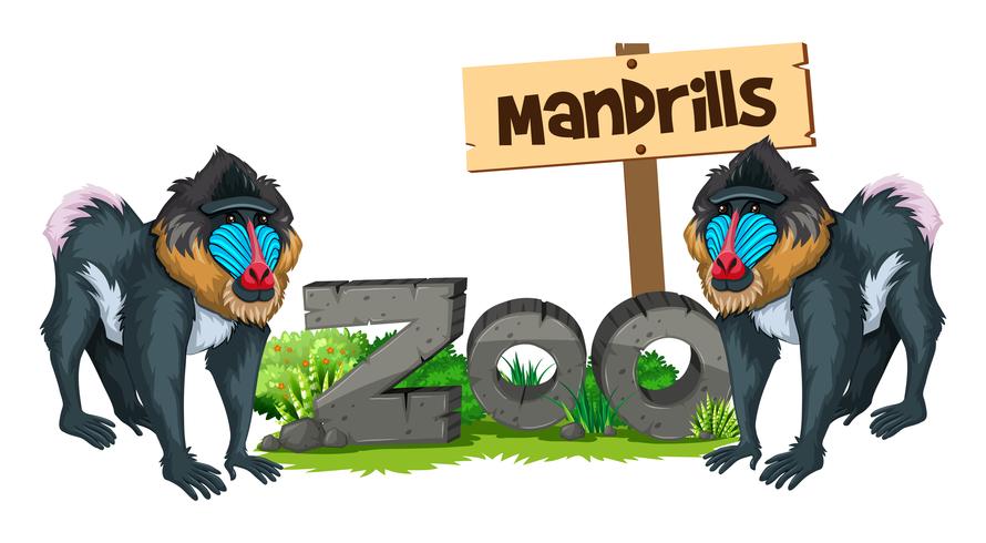 Dos mandriles en el zoológico. vector