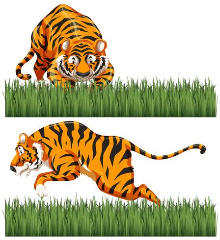 Dos escenas de tigre salvaje. vector