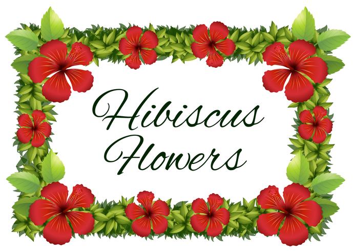 Red hibiscus flowers around the frame vector