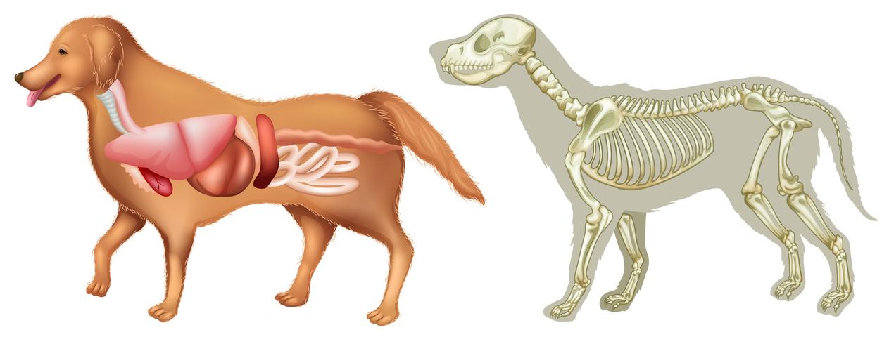 Anatomía y esqueleto del perro. vector