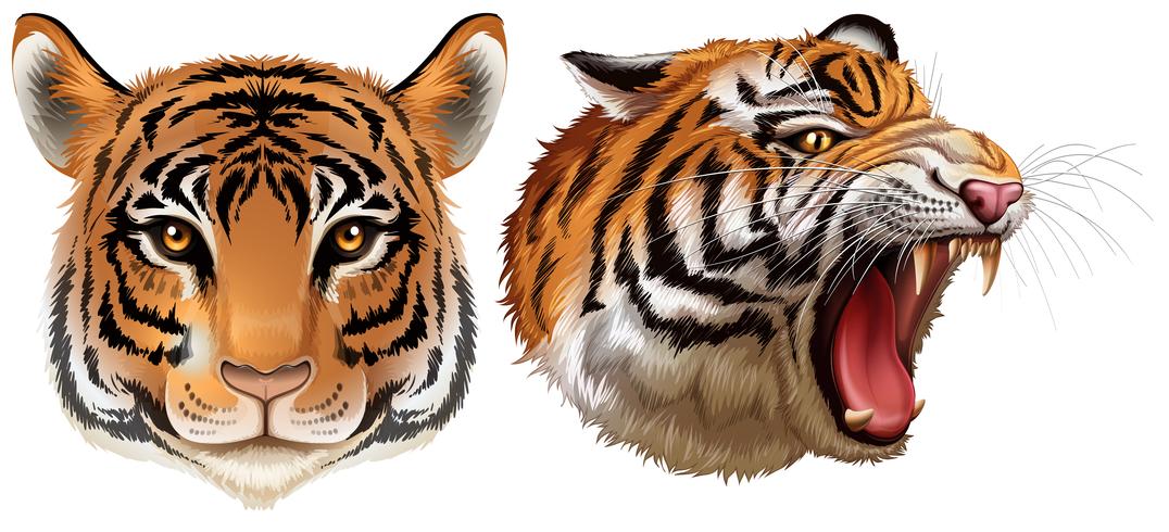 Cabeza de los tigres vector