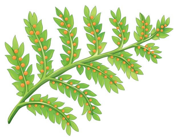 A fern plant vector