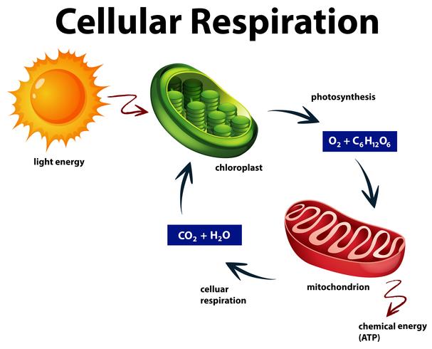 Diagram showing cellular respiration vector