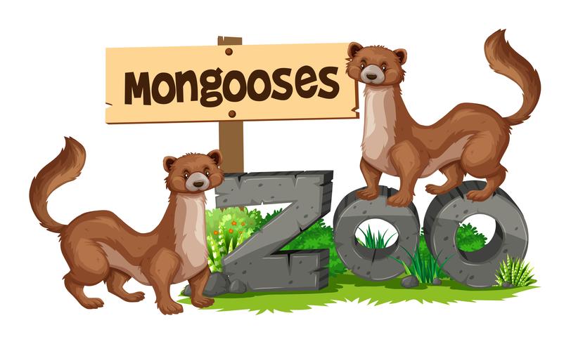 Mongooses standing on zoo sign vector