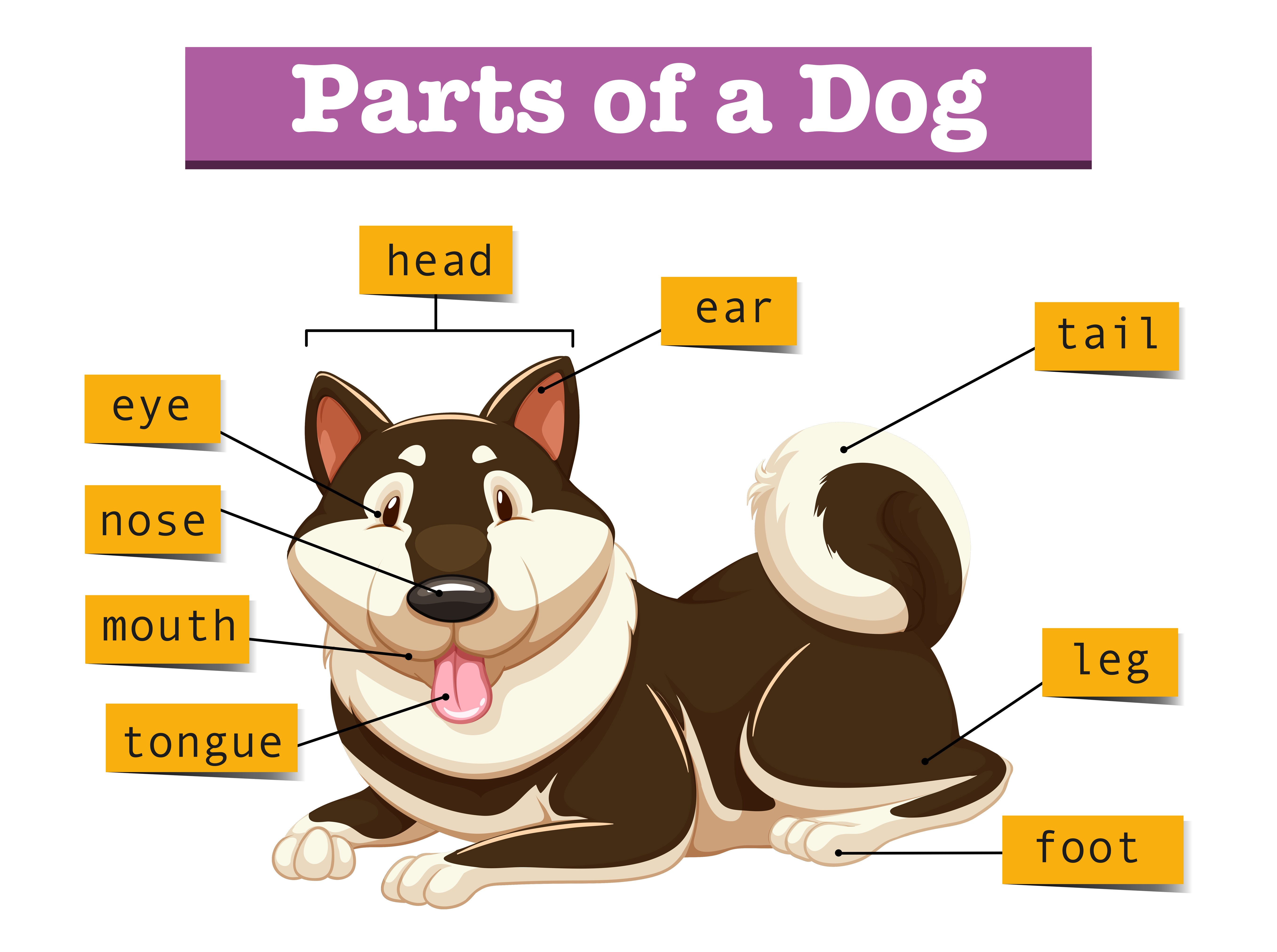 What is pet theory diagnran