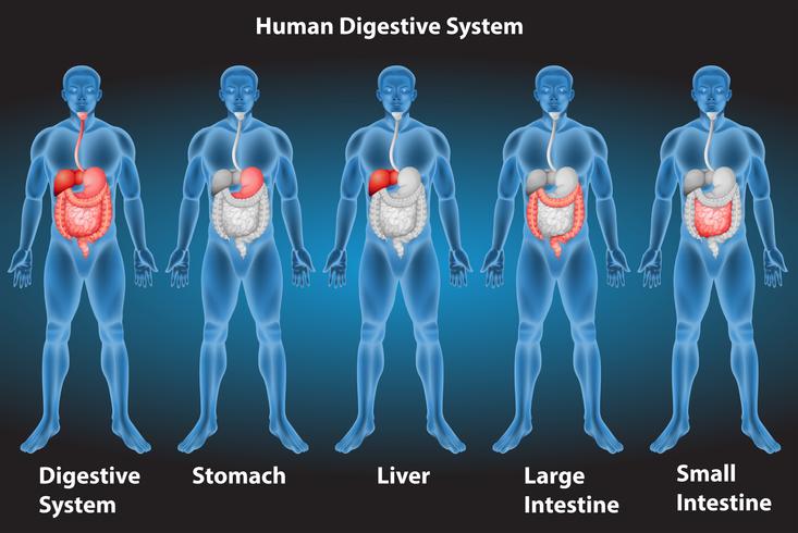 Digestive system vector