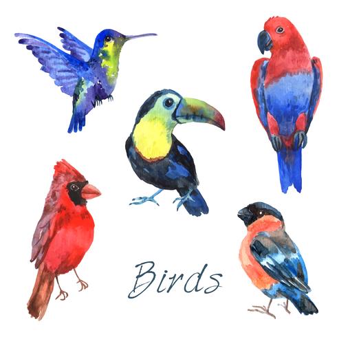 Exotic tropical birds watercolor icons set vector