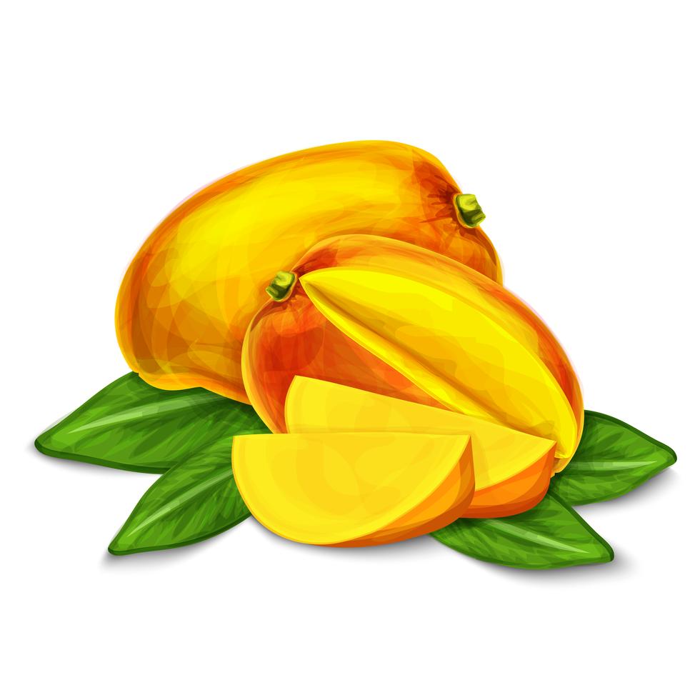 Mango isolated poster or emblem vector