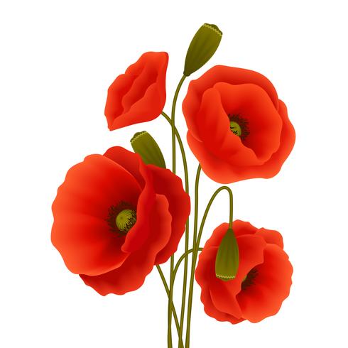 Poppy flower poster vector