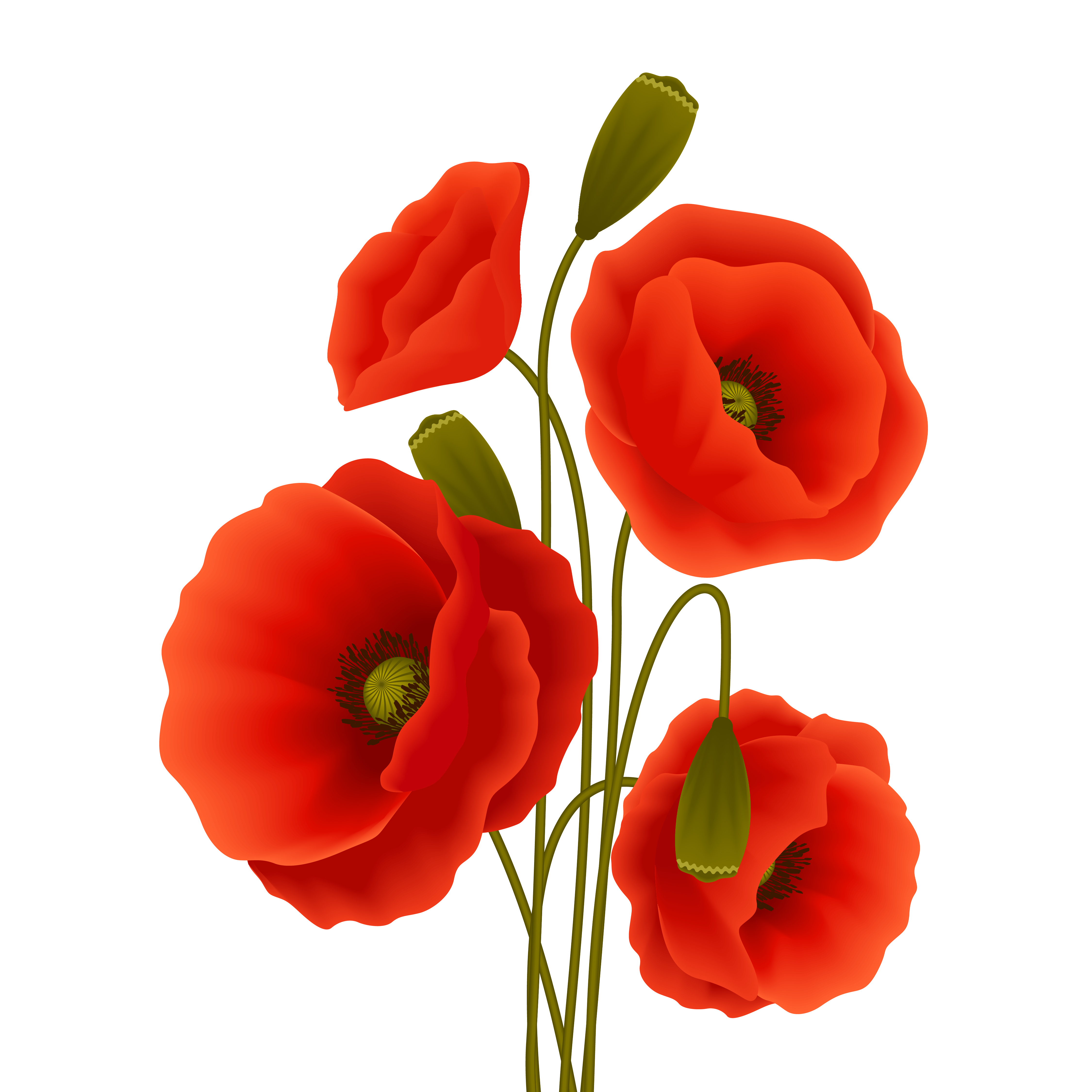 poppy-flower-poster-460089-vector-art-at-vecteezy