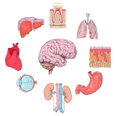 Conjunto de órganos humanos vector