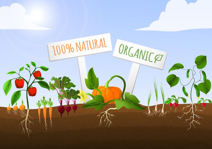 Vegetable garden poster vector