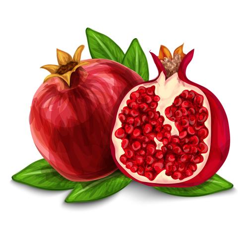 Pomegranate  isolated poster or emblem vector