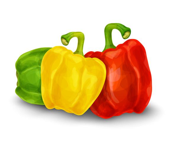 Pepper isolated on white vector