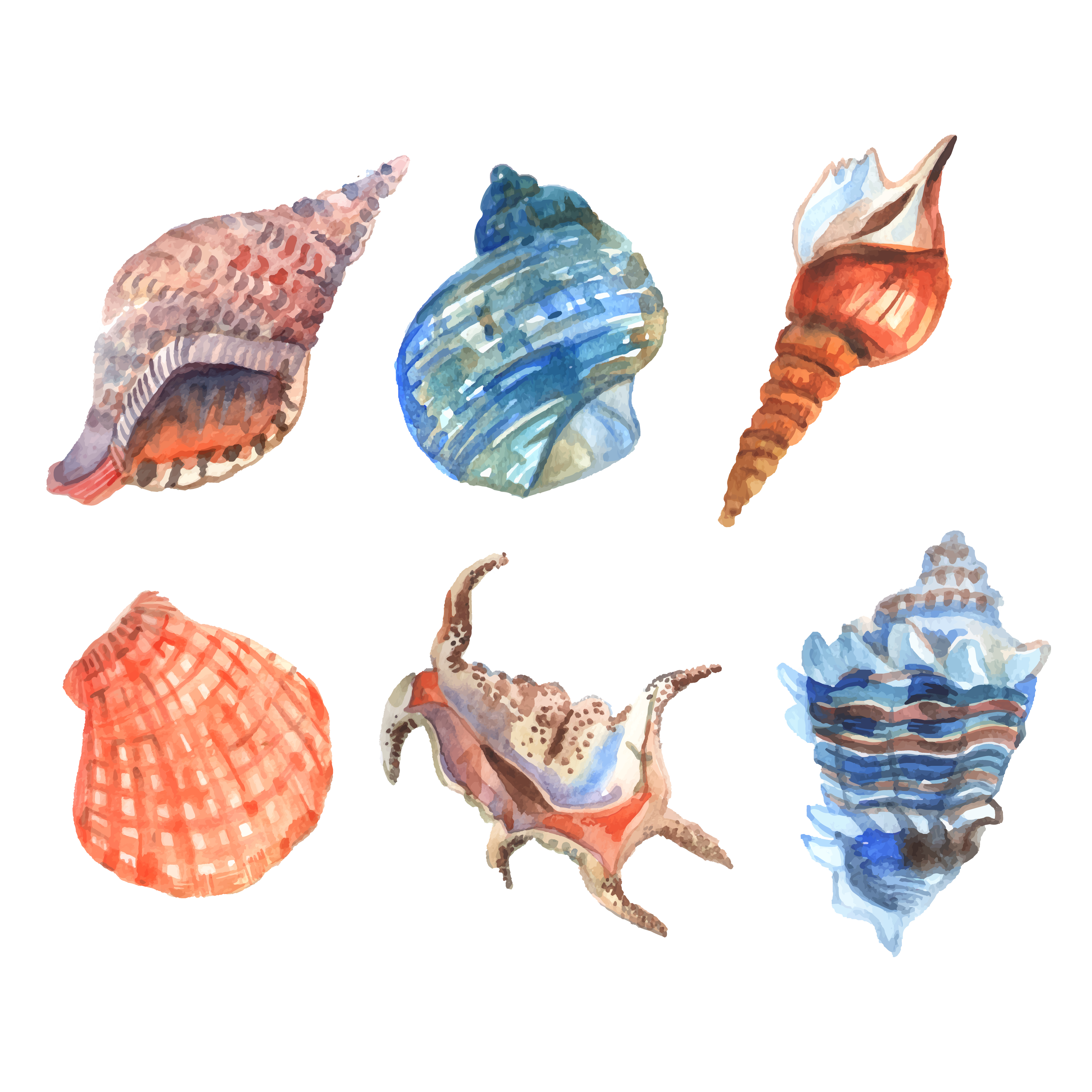 Watercolor Shell Set 461374 Vector Art at Vecteezy