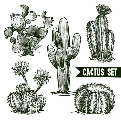 conjunto de dibujo de cactus vector