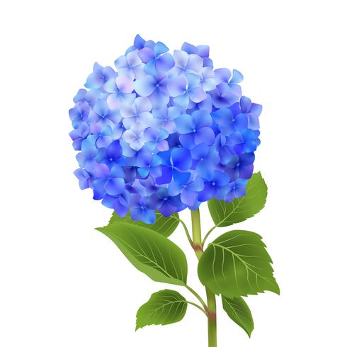 Hortensia azul aislado vector