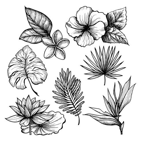 Tropical Leaves Set vector