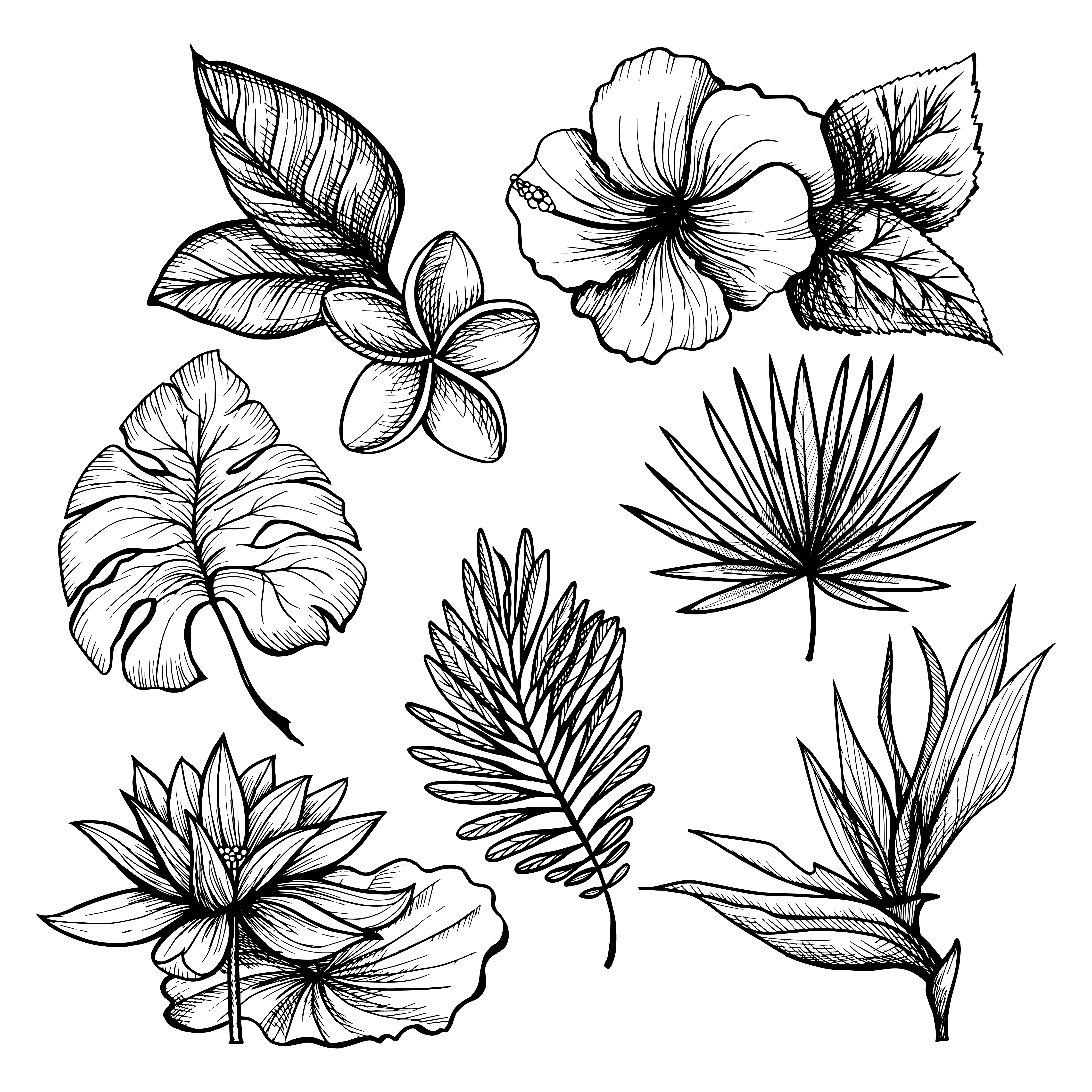 Black and white hand drawn tropical leaves and flowers set isolated vector ...