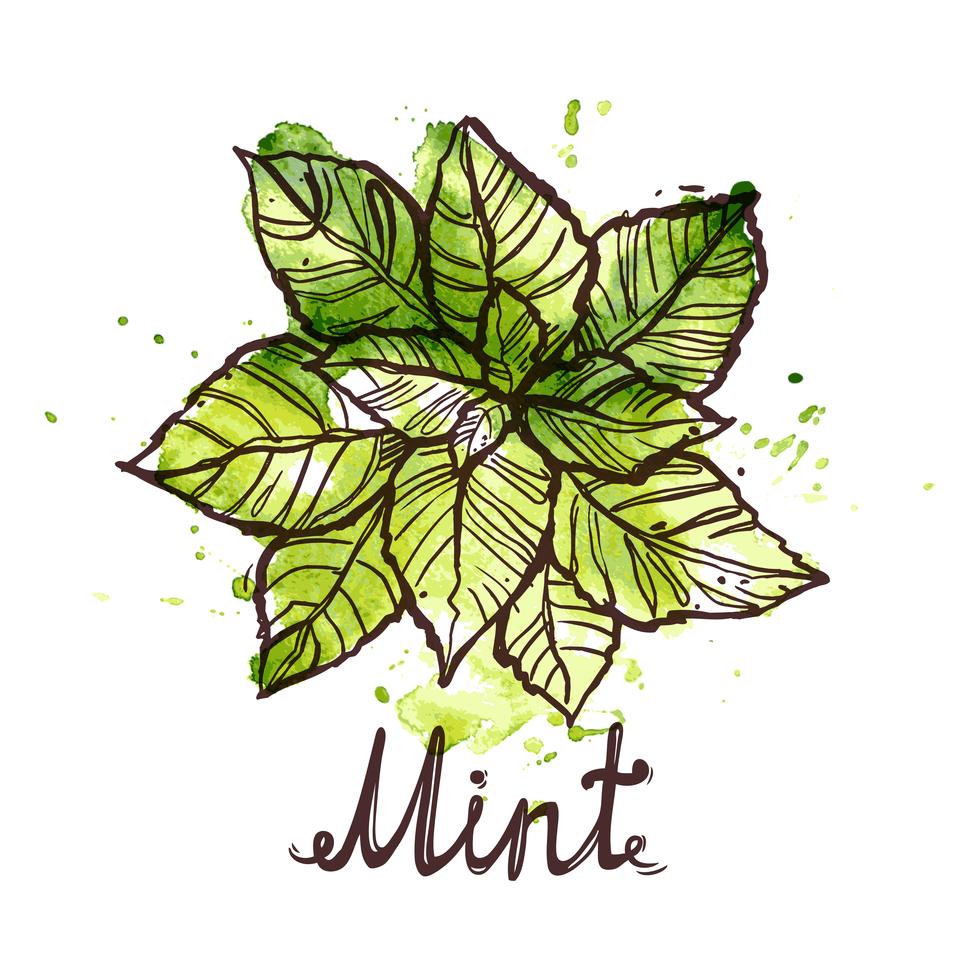 Sketch Mint Leaf vector