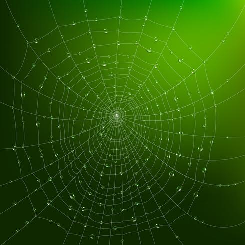 Spider Web With Drops vector
