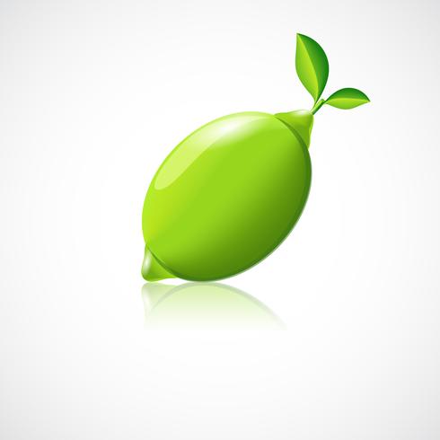 Lime fruit icon vector