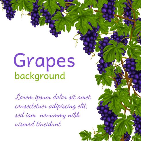 Grapes background wallpaper vector