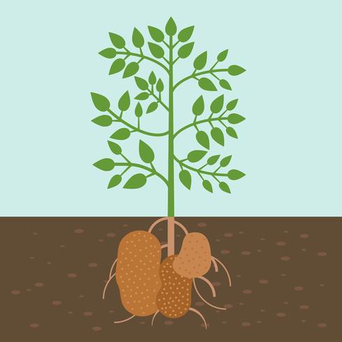 Planta de papa, vegetal con raíz en la textura del suelo, diseño plano. vector