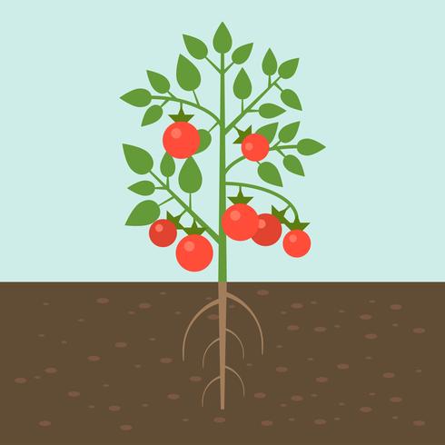 tomato plants, vegetable with root in soil texture, flat design vector