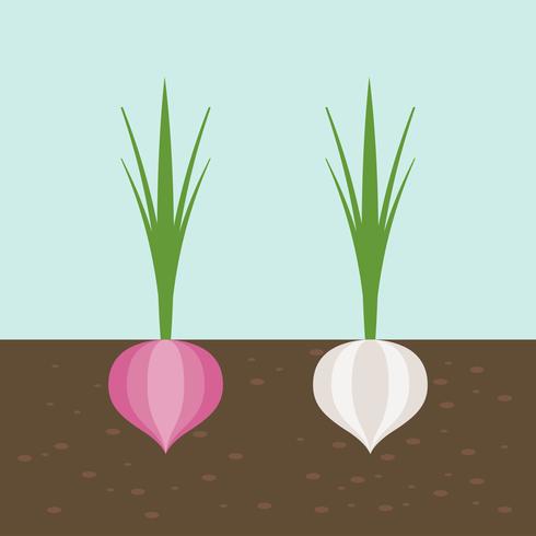 onion and red onion, vegetable with root in soil texture, flat design vector